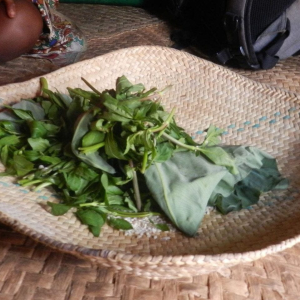 A Living Earth Collaborative-funded team studies how foraged foods can combat malnutrition