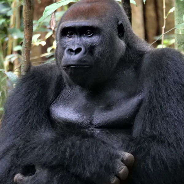 WashU great ape, biodiversity research informs decision to expand Congolese park
