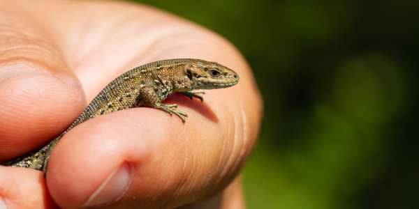 Person holding small lizard